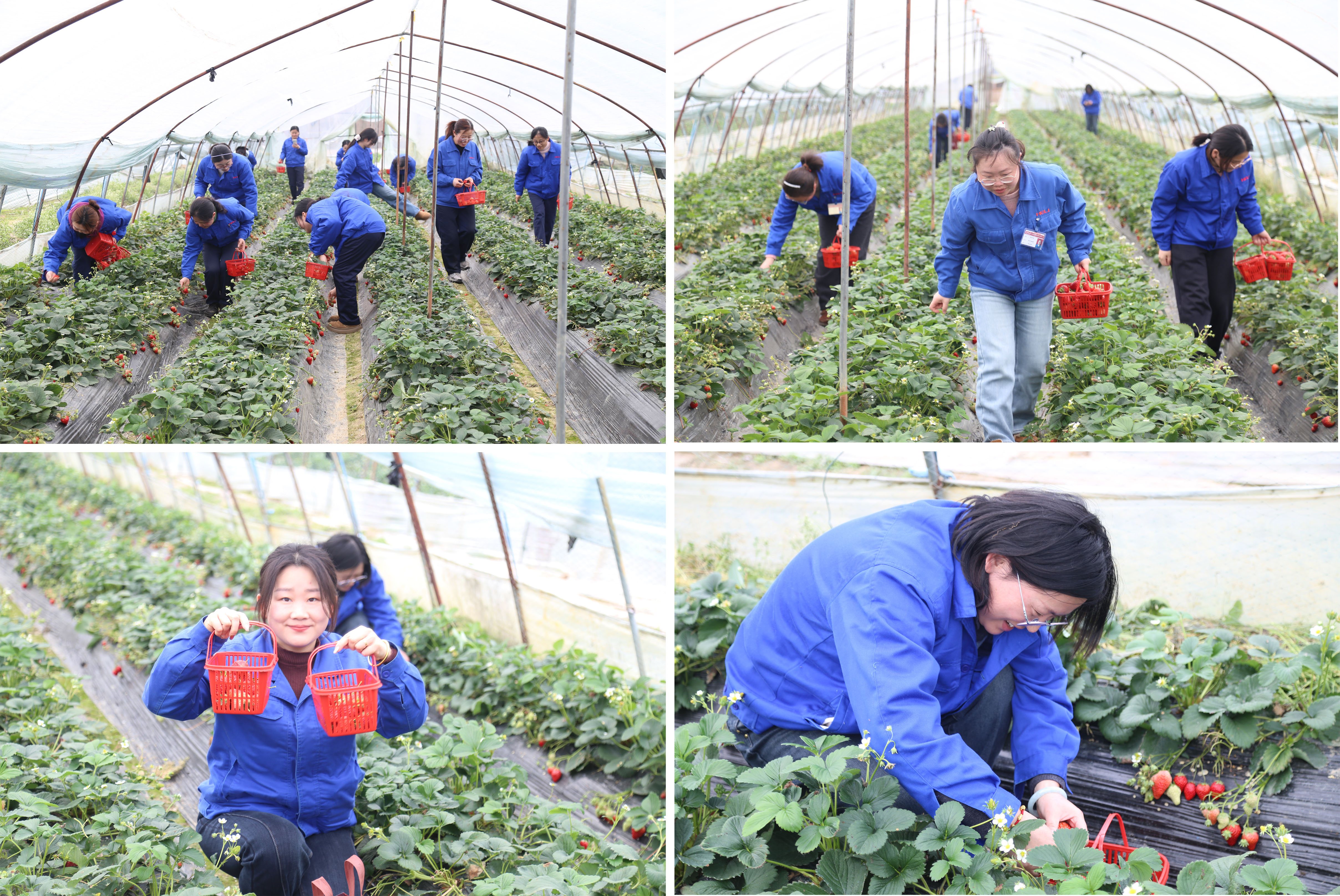 采摘活动-修改.jpg